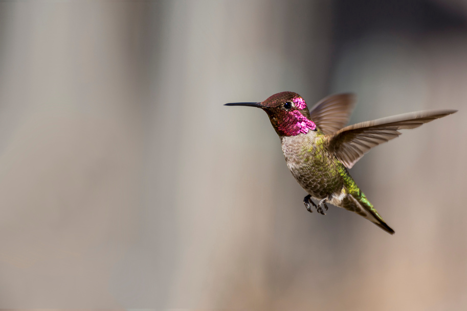 Anna's Hummingbird with Pollen